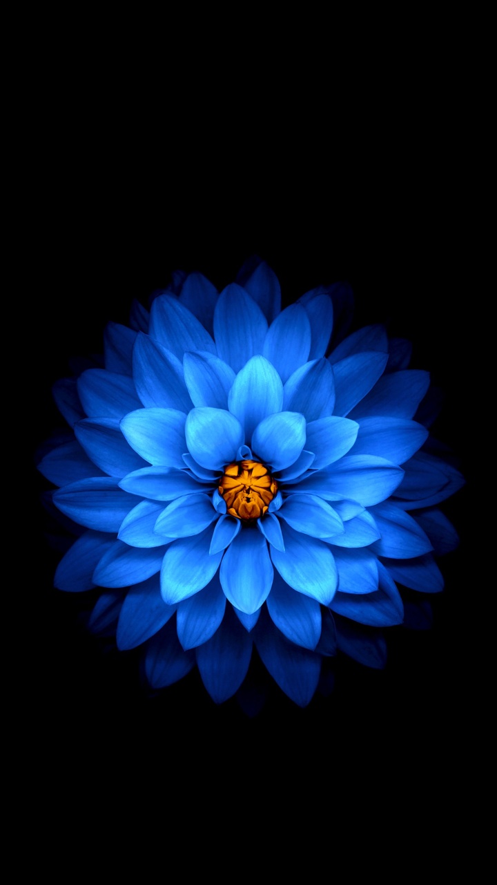 IPhone, IPhone X, Apple, Blue, Pétale. Wallpaper in 720x1280 Resolution