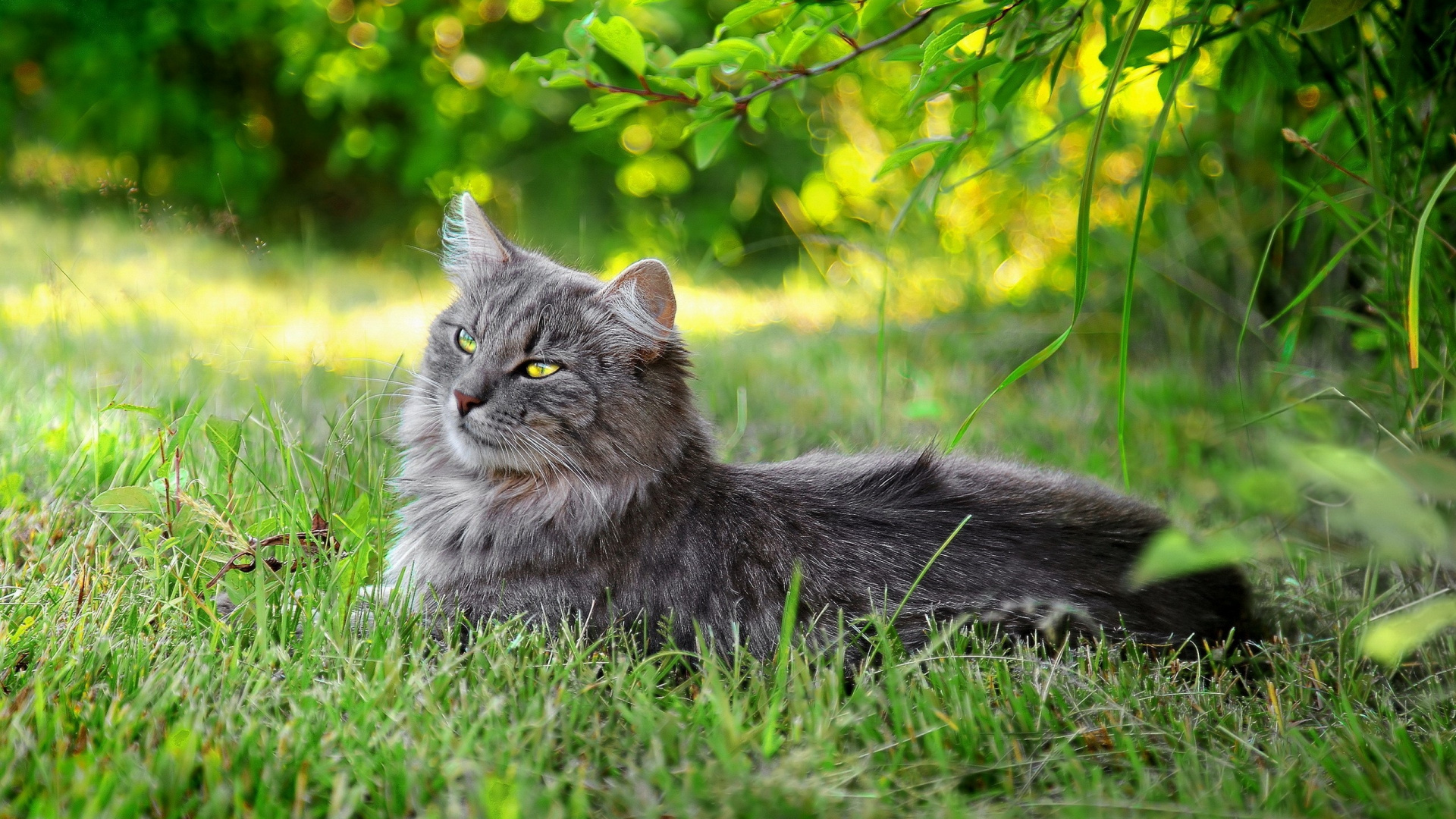 Wallpaper Grey Cat on Green Grass During Daytime, Full HD, HDTV, 1080p ...