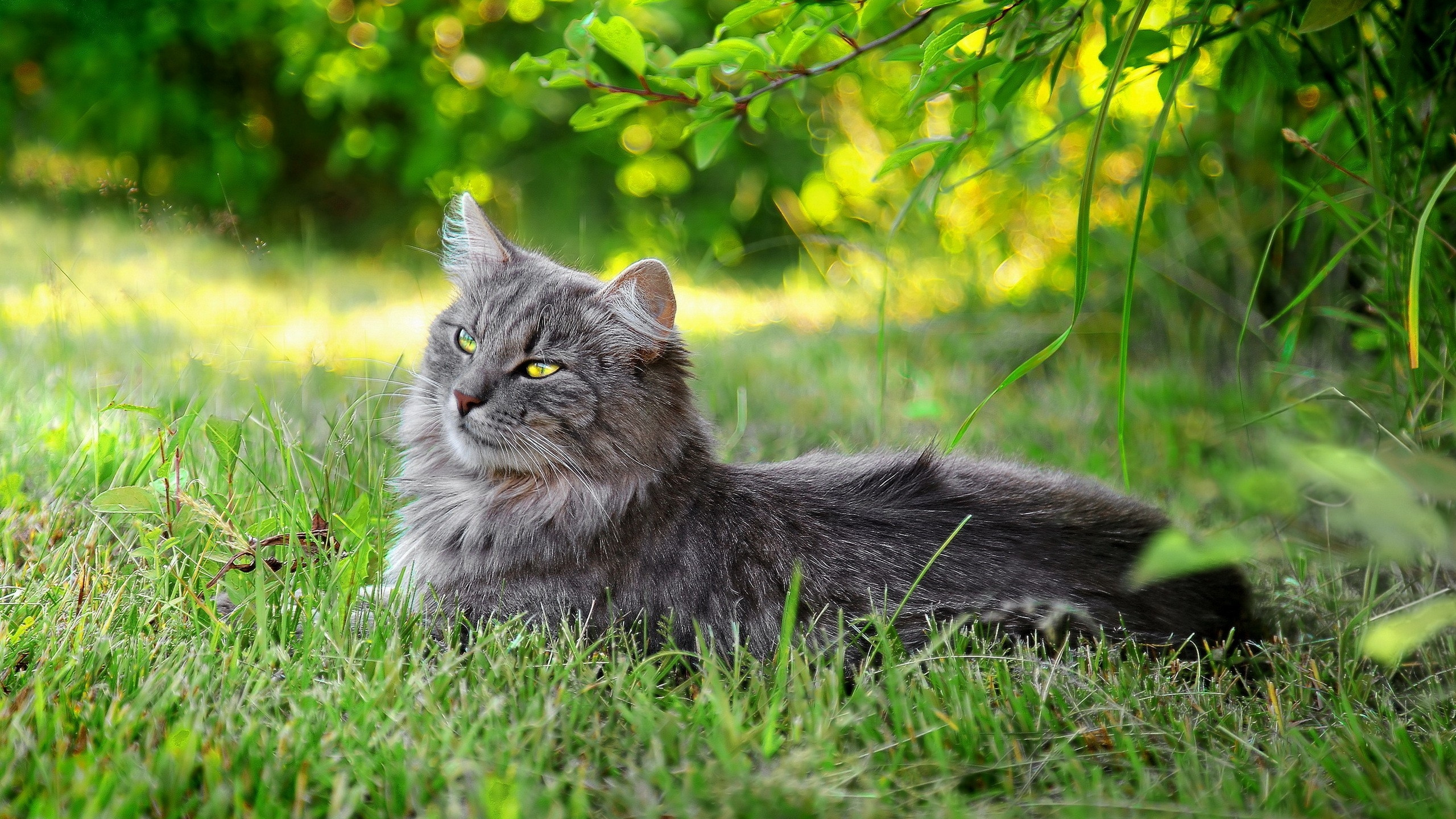 Grey Cat on Green Grass During Daytime. Wallpaper in 2560x1440 Resolution