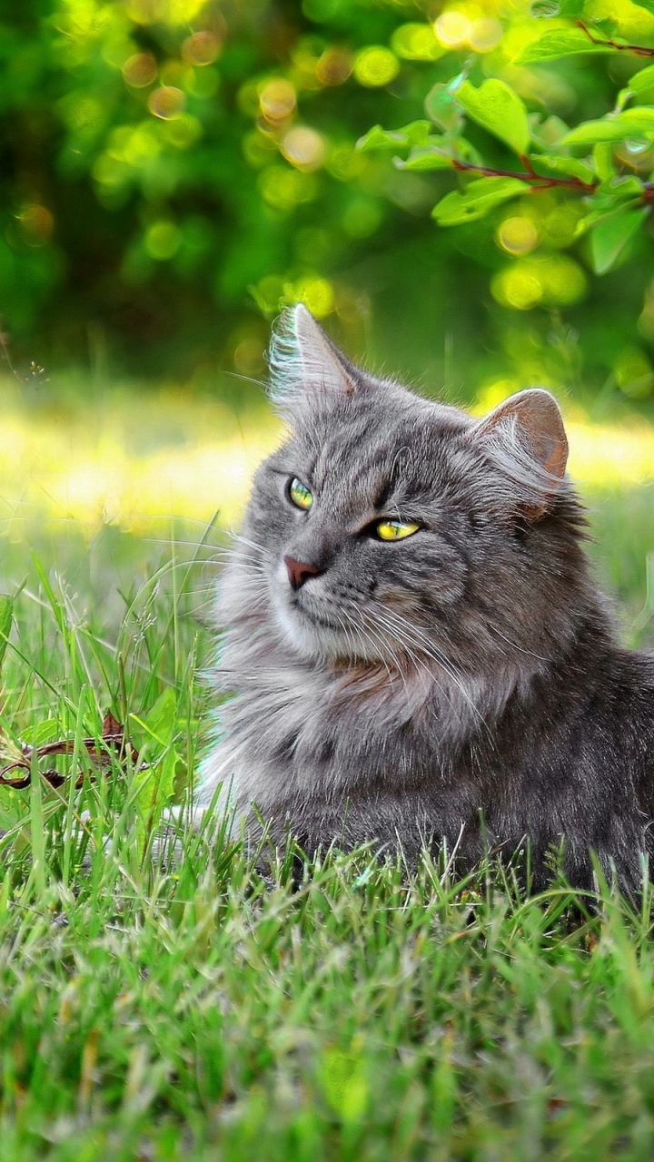 Grey Cat on Green Grass During Daytime. Wallpaper in 720x1280 Resolution