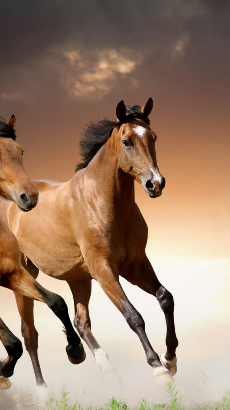 Caballo Marrón en Campo de Hierba Verde. Wallpaper in 750x1334 Resolution