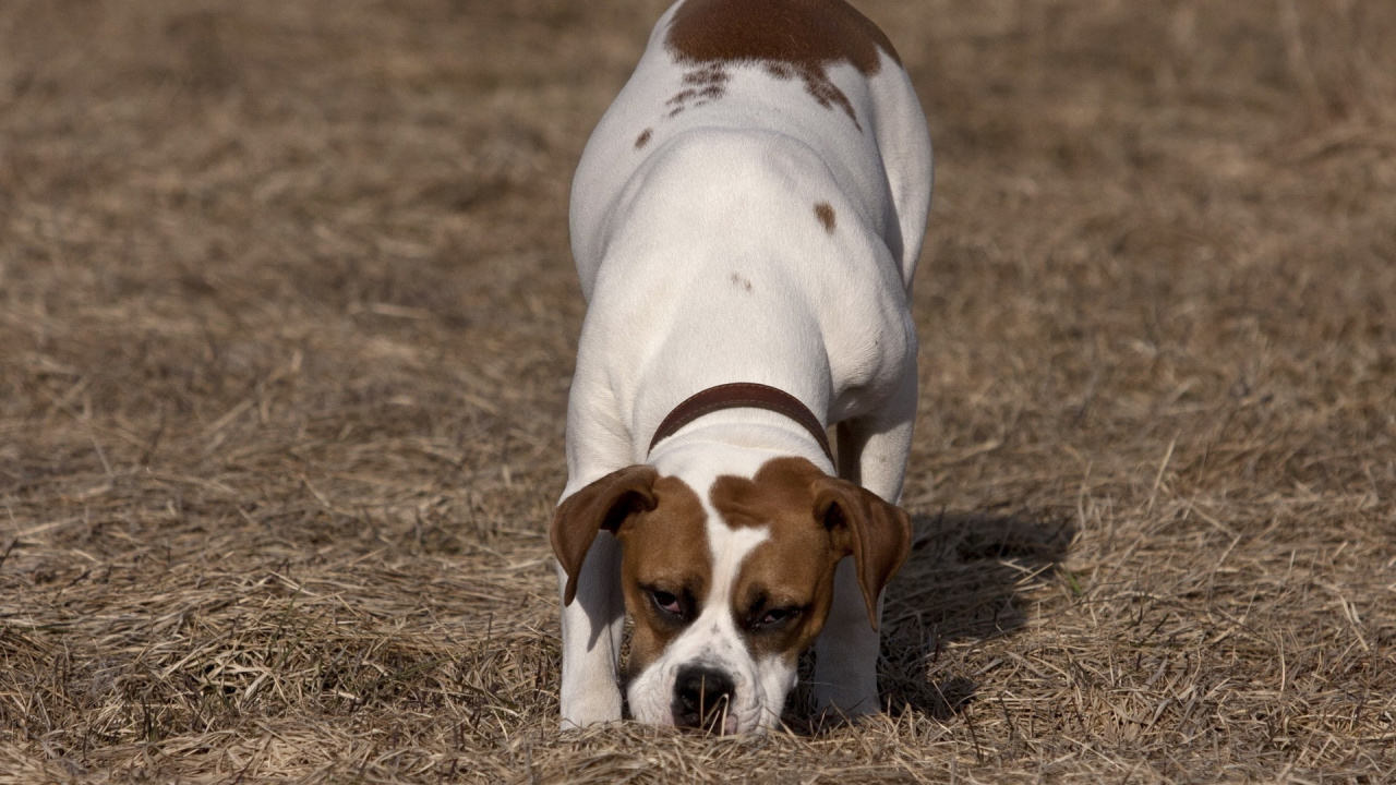 White and Brown Short Coated Dog on Brown Grass Field During Daytime. Wallpaper in 1280x720 Resolution