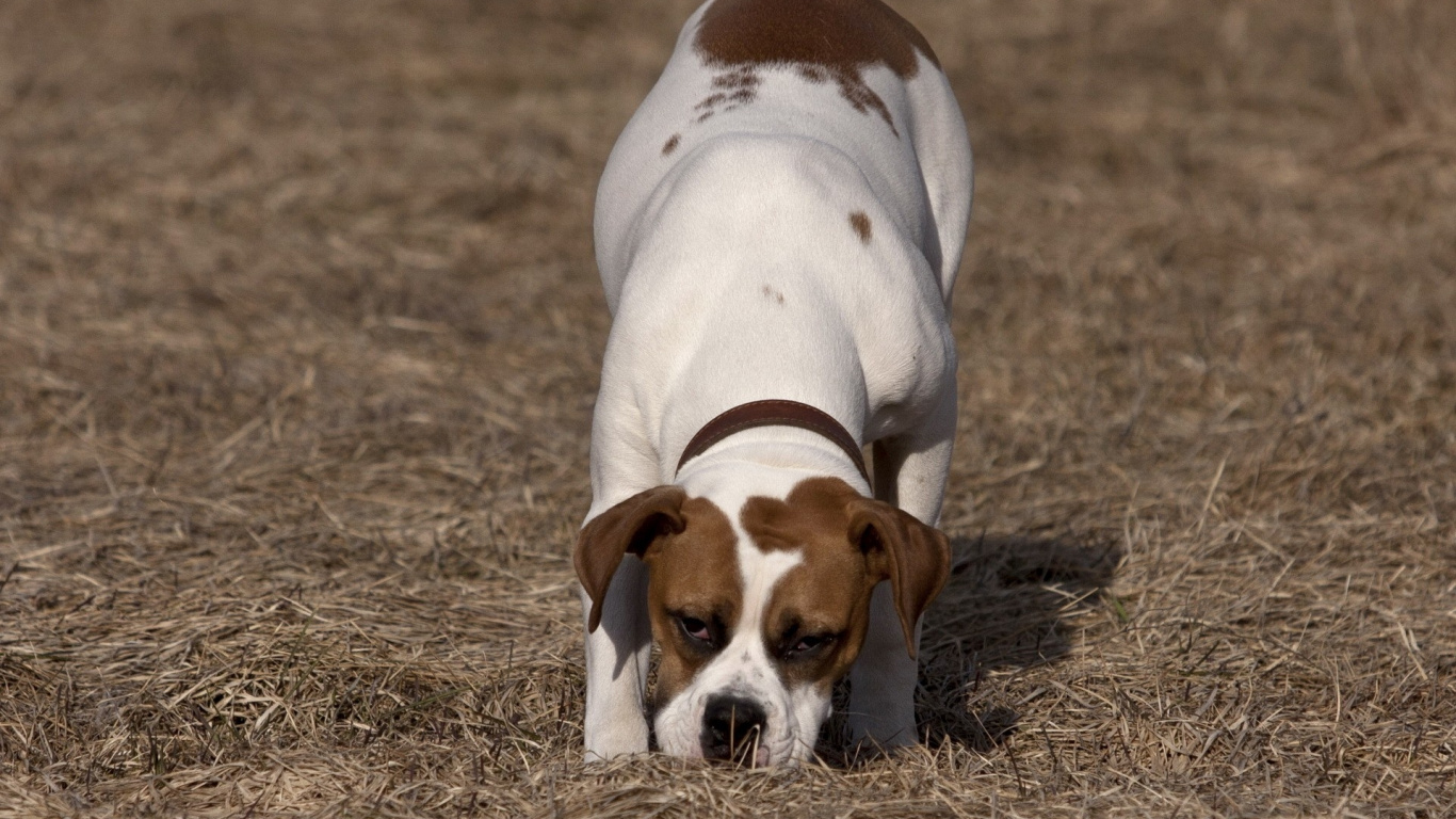 White and Brown Short Coated Dog on Brown Grass Field During Daytime. Wallpaper in 1366x768 Resolution