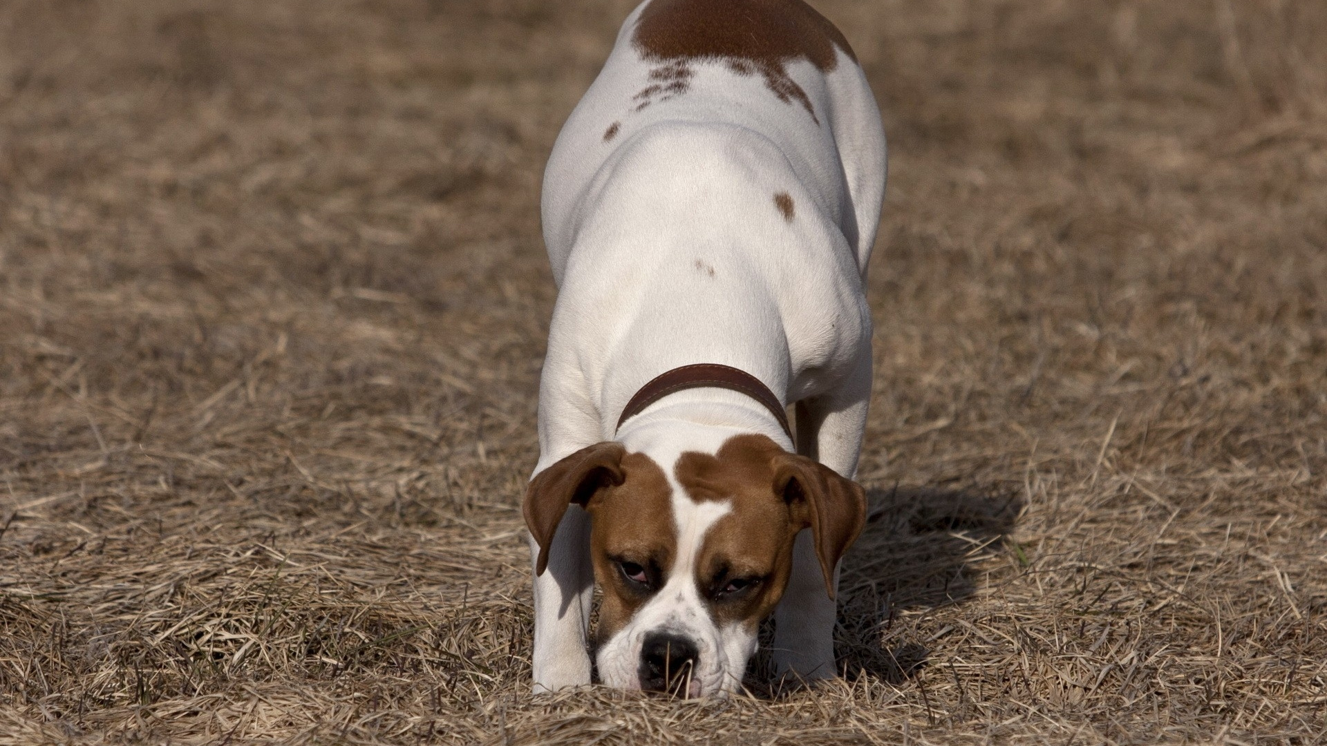 White and Brown Short Coated Dog on Brown Grass Field During Daytime. Wallpaper in 1920x1080 Resolution