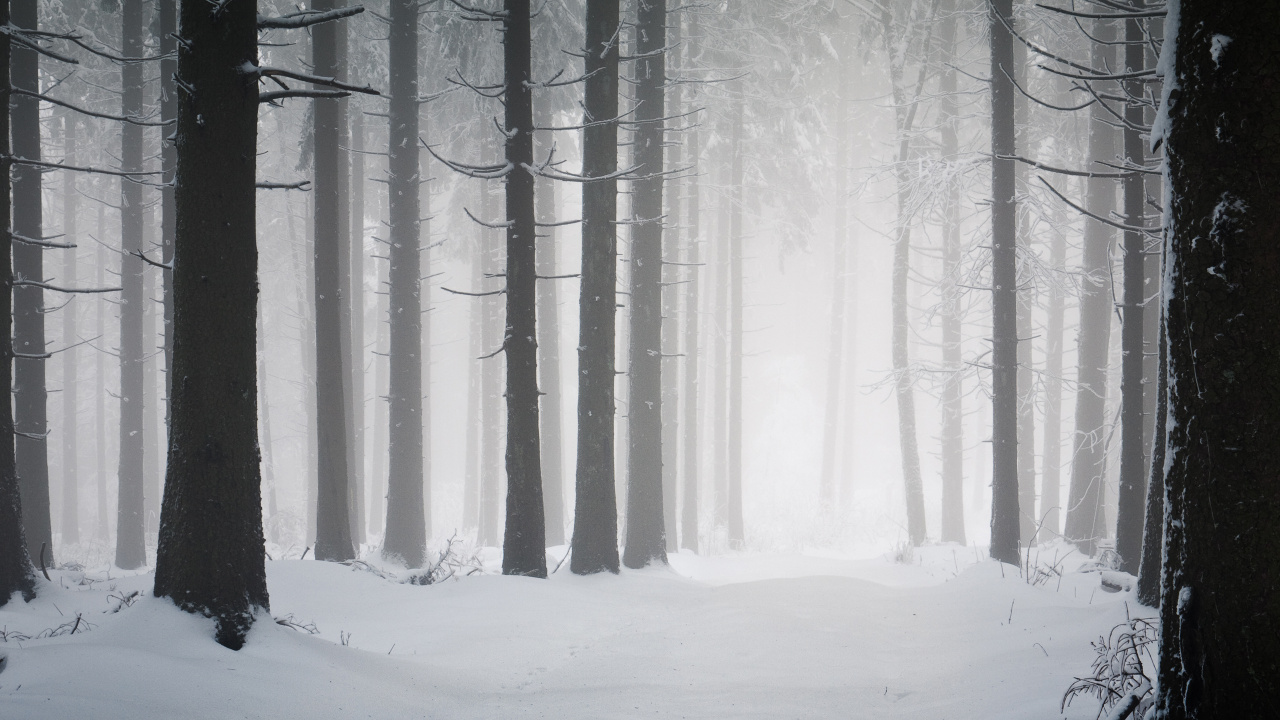 Arbres Couverts de Neige Pendant la Journée. Wallpaper in 1280x720 Resolution