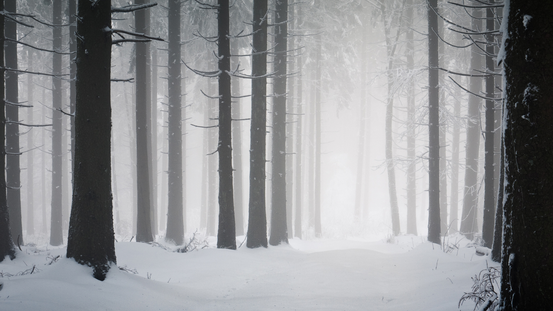 Arbres Couverts de Neige Pendant la Journée. Wallpaper in 1920x1080 Resolution