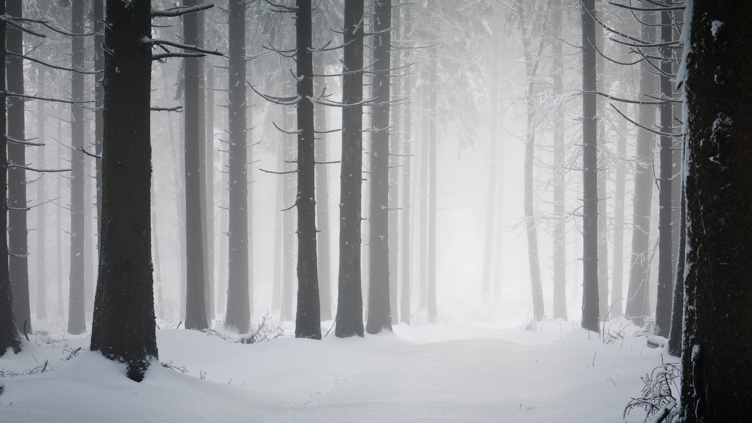 Arbres Couverts de Neige Pendant la Journée. Wallpaper in 2560x1440 Resolution