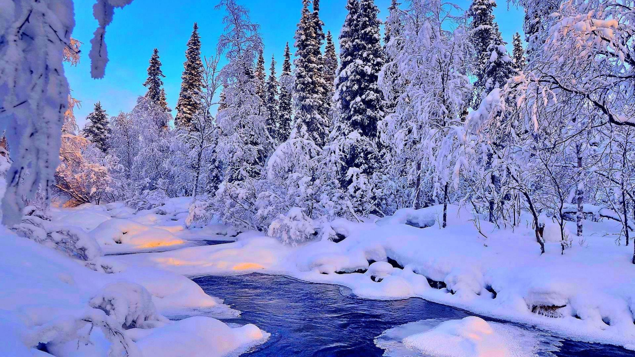 Arbres Verts Couverts de Neige Pendant la Journée. Wallpaper in 1280x720 Resolution