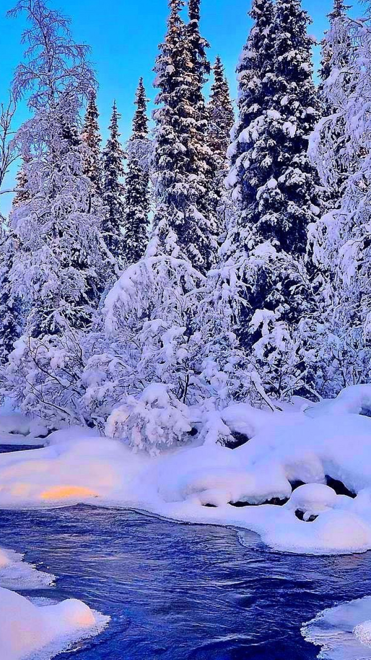 Arbres Verts Couverts de Neige Pendant la Journée. Wallpaper in 750x1334 Resolution