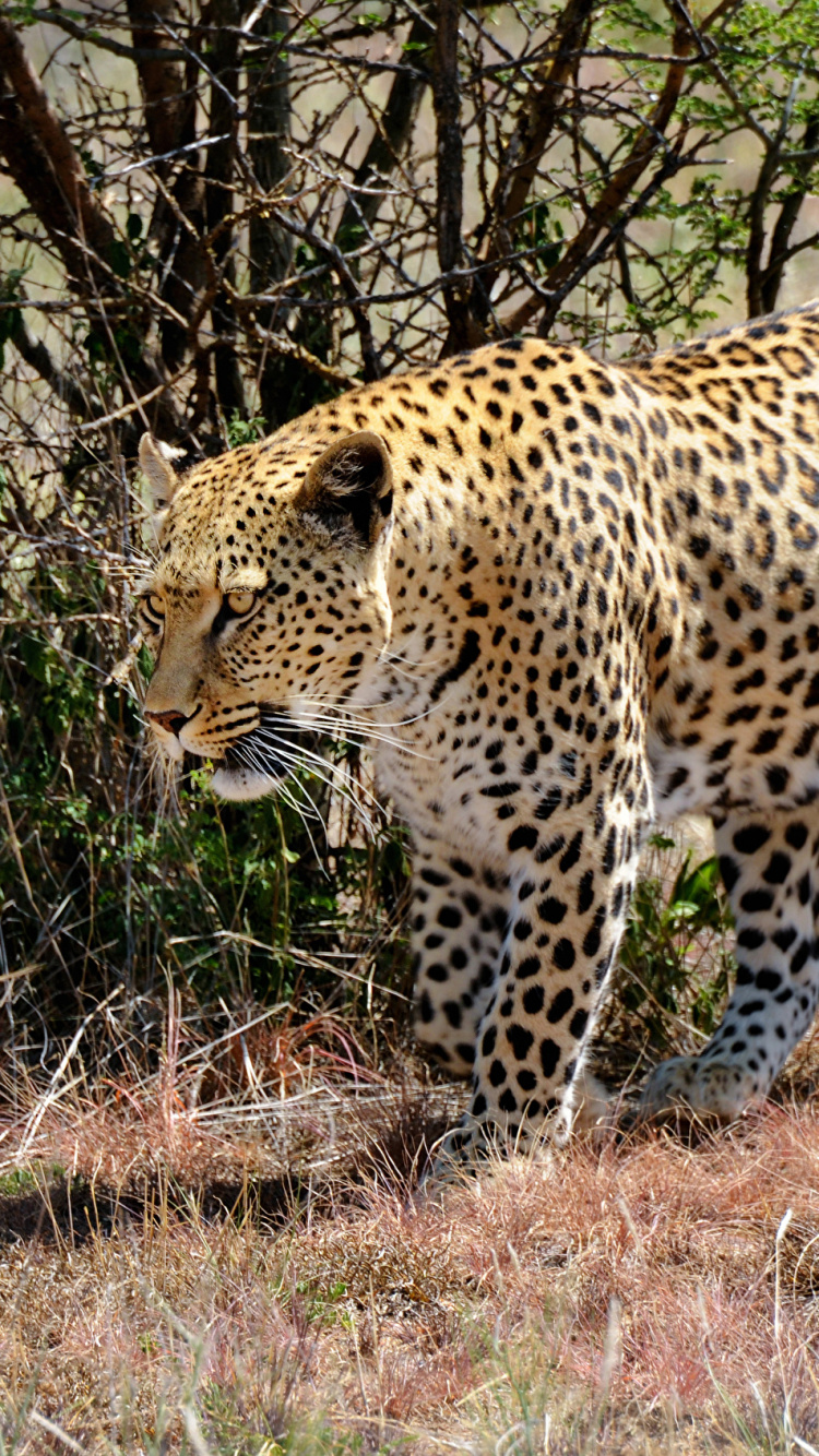 Leopardo en Campo de Hierba Marrón Durante el Día. Wallpaper in 750x1334 Resolution