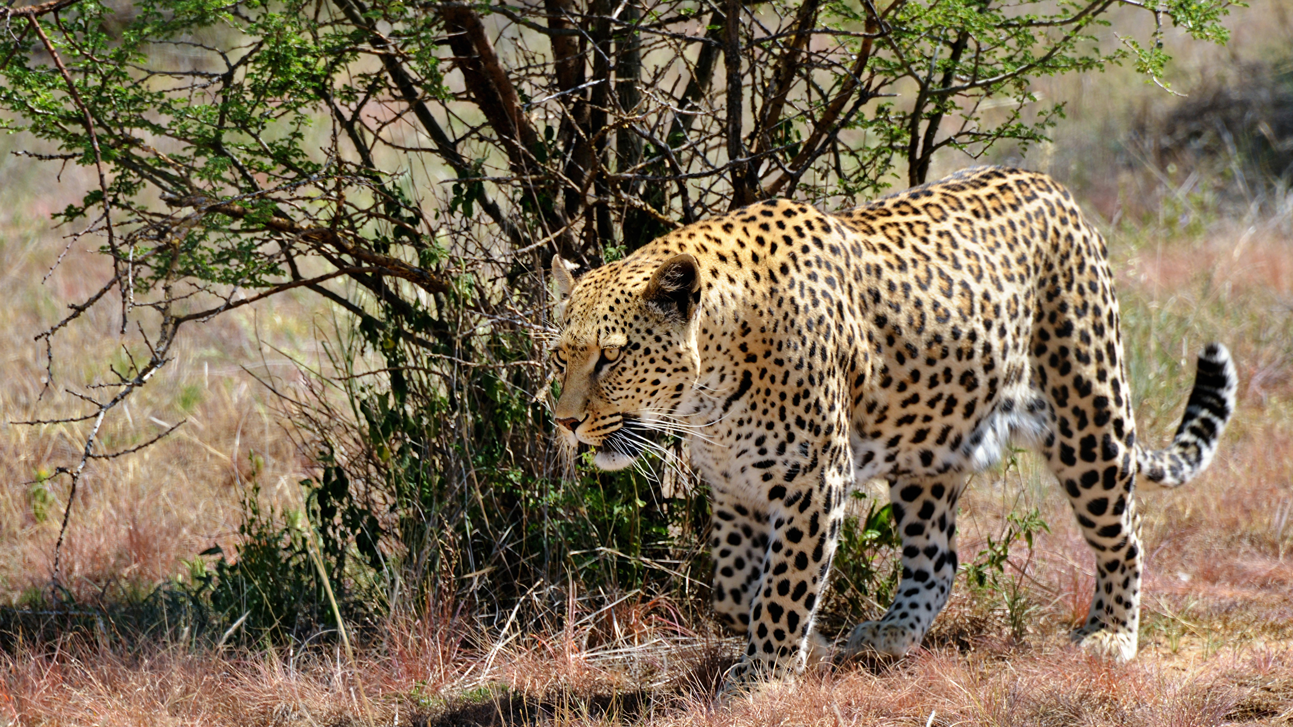 Leopard on Brown Grass Field During Daytime. Wallpaper in 2560x1440 Resolution