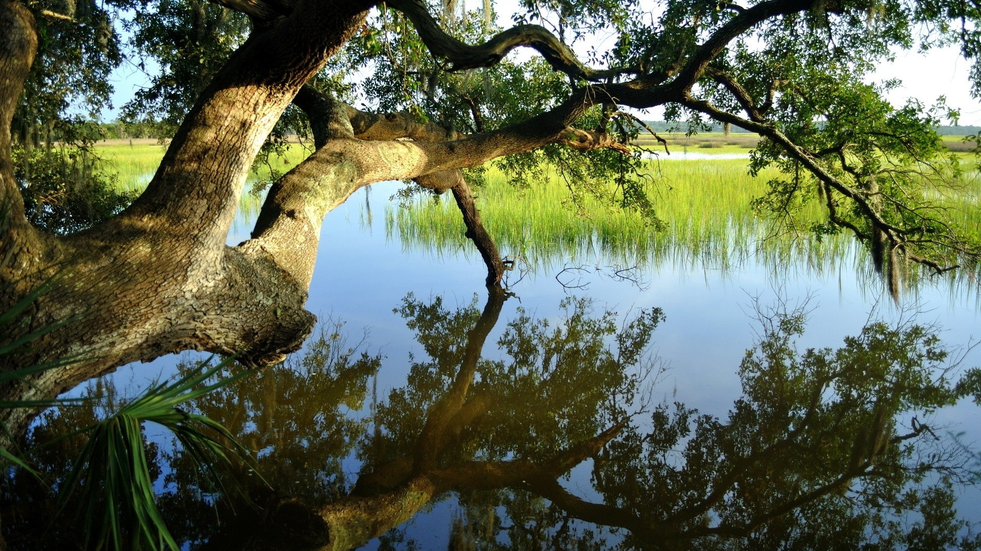 Green Trees Beside Lake During Daytime. Wallpaper in 1920x1080 Resolution