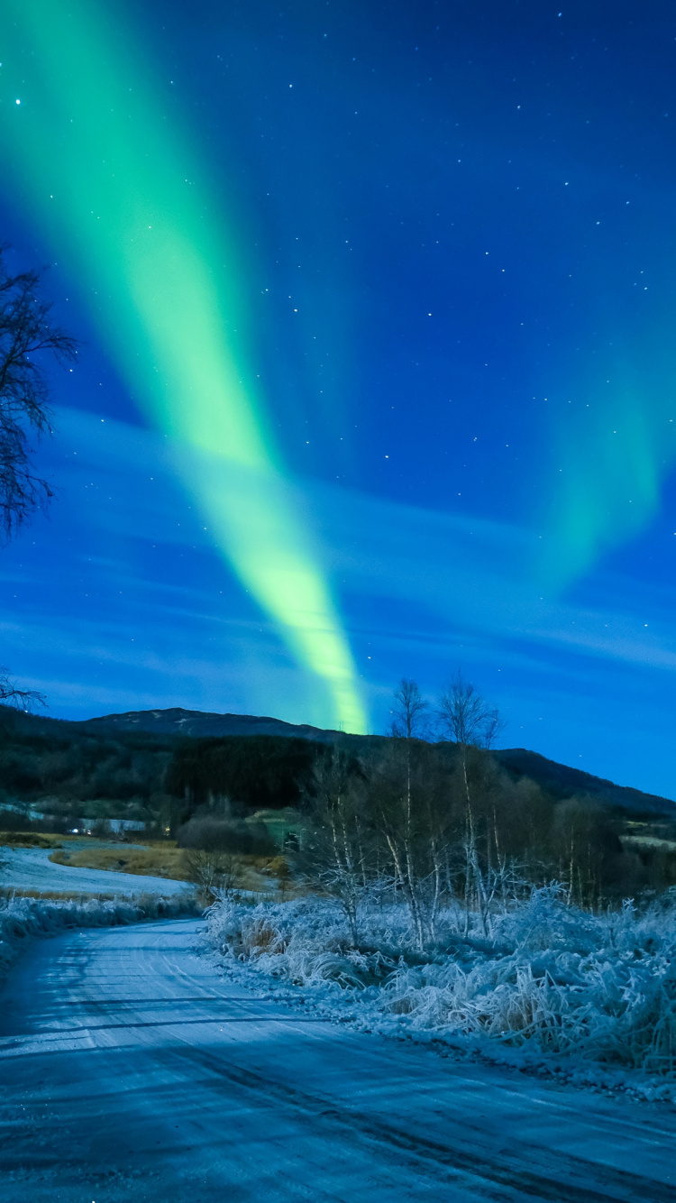Kahle Bäume Auf Braunem Feld Unter Blauem Himmel. Wallpaper in 750x1334 Resolution