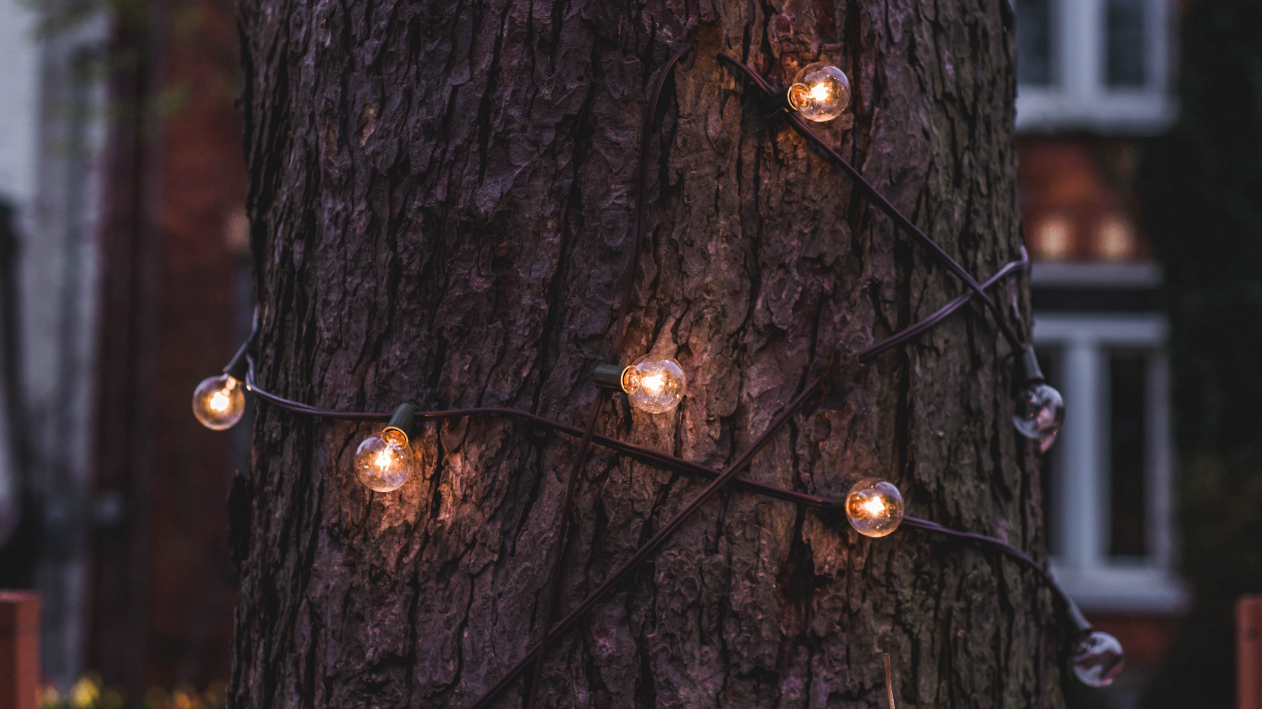 Lighting, Christmas Lights, Tree, Light, Branch. Wallpaper in 2560x1440 Resolution