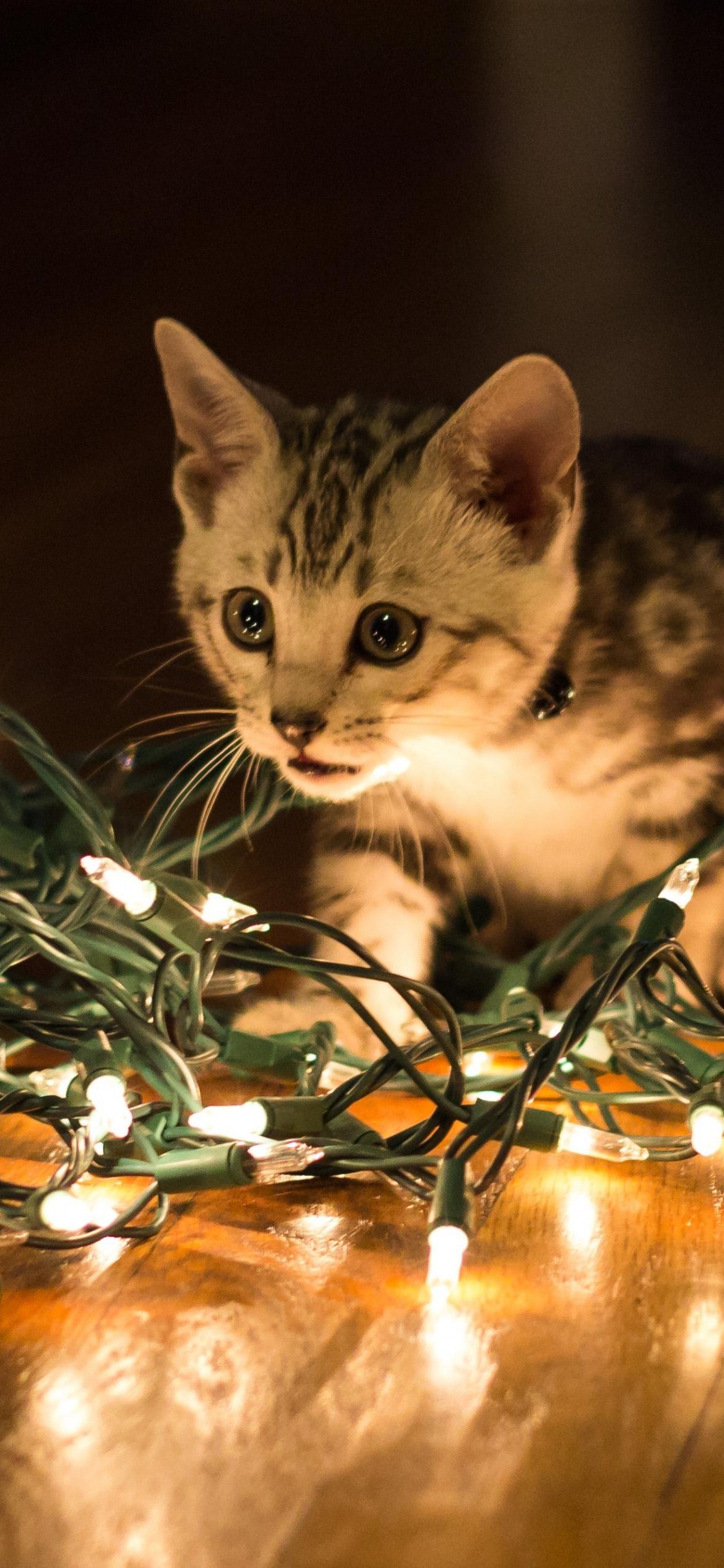 Chaton Tabby Brun Sur Une Table en Bois Marron. Wallpaper in 1125x2436 Resolution