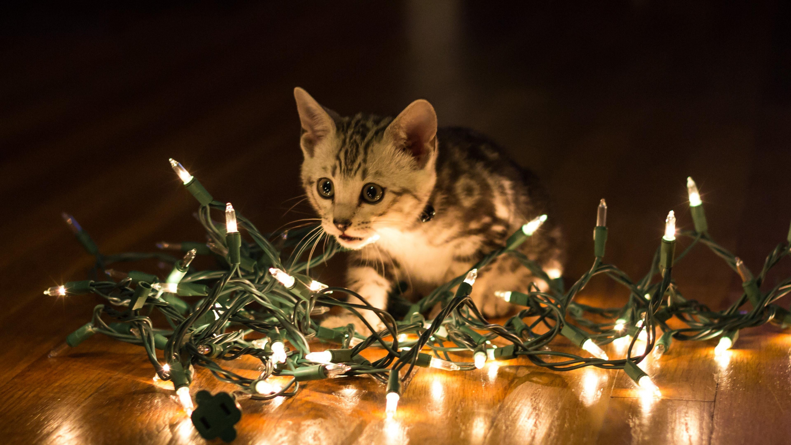 Brown Tabby Kitten on Brown Wooden Table. Wallpaper in 2560x1440 Resolution