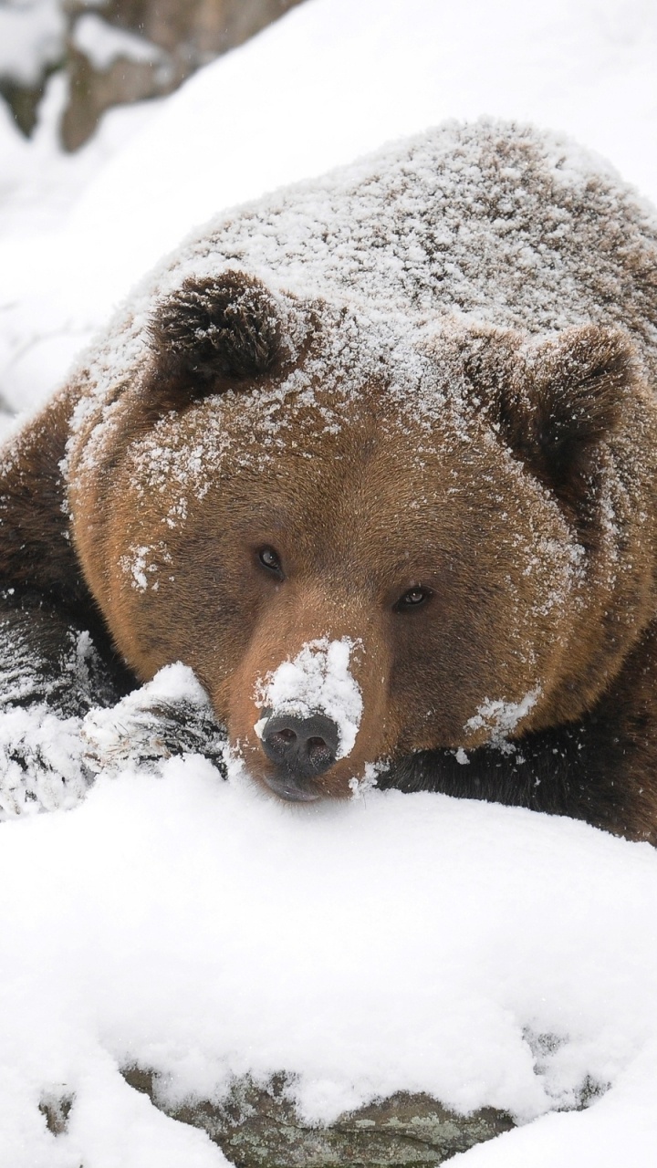 Brown Bear on Snow Covered Ground During Daytime. Wallpaper in 720x1280 Resolution
