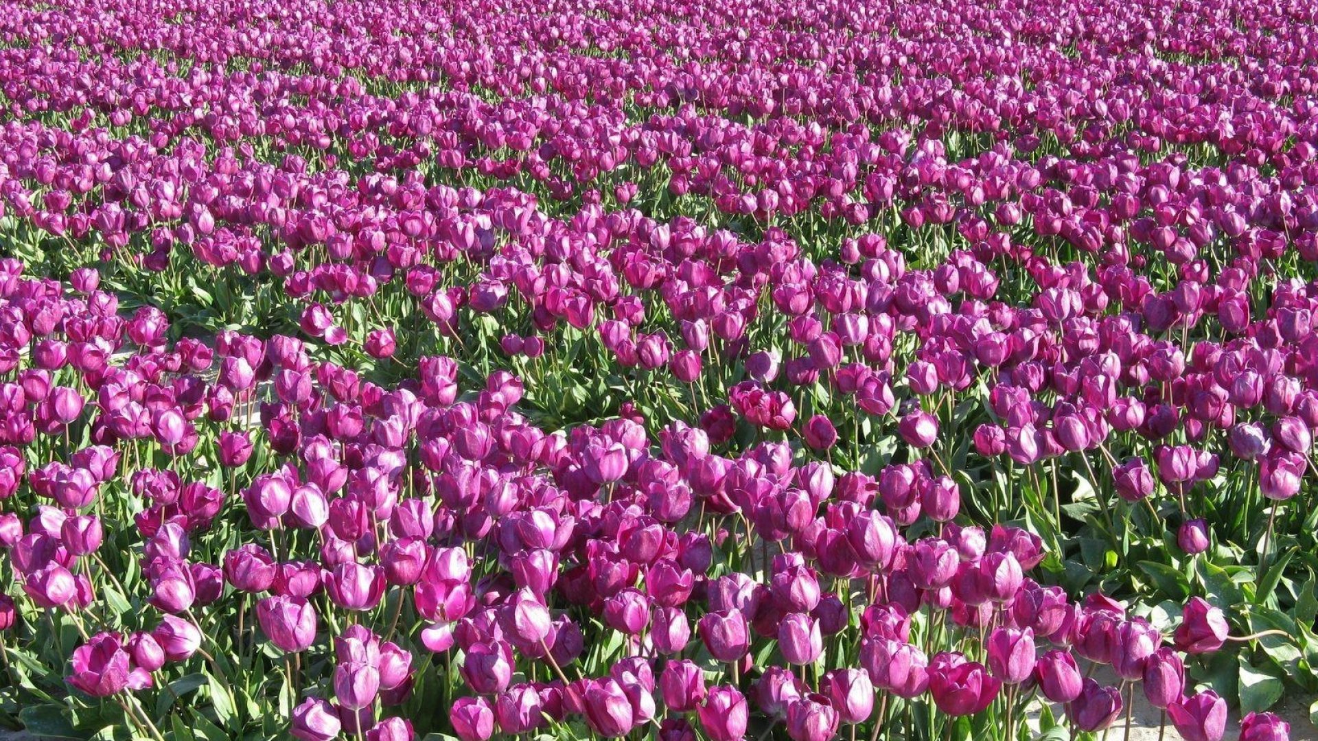 Purple Flower Field During Daytime. Wallpaper in 1920x1080 Resolution