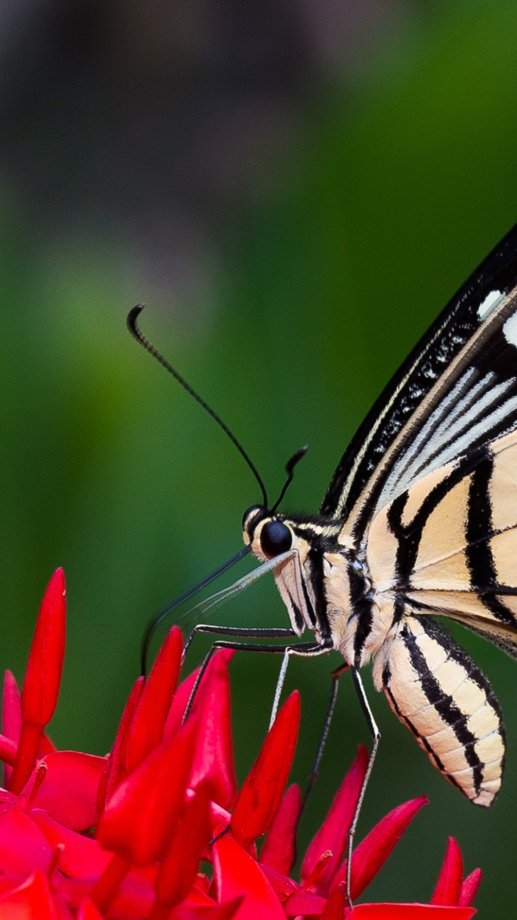 Black and White Butterfly Perched on Red Flower in Close up Photography During Daytime. Wallpaper in 750x1334 Resolution