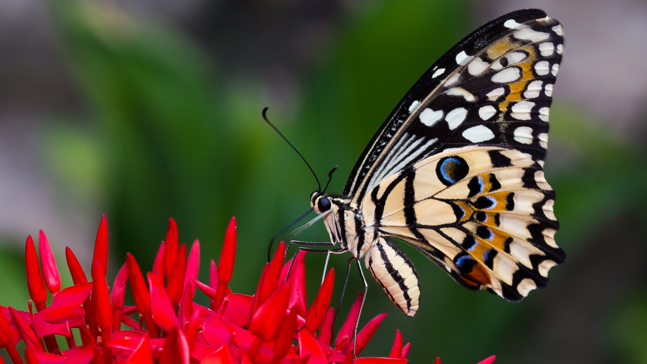Papillon Noir et Blanc Perché Sur Une Fleur Rouge en Photographie Rapprochée Pendant la Journée. Wallpaper in 1280x720 Resolution