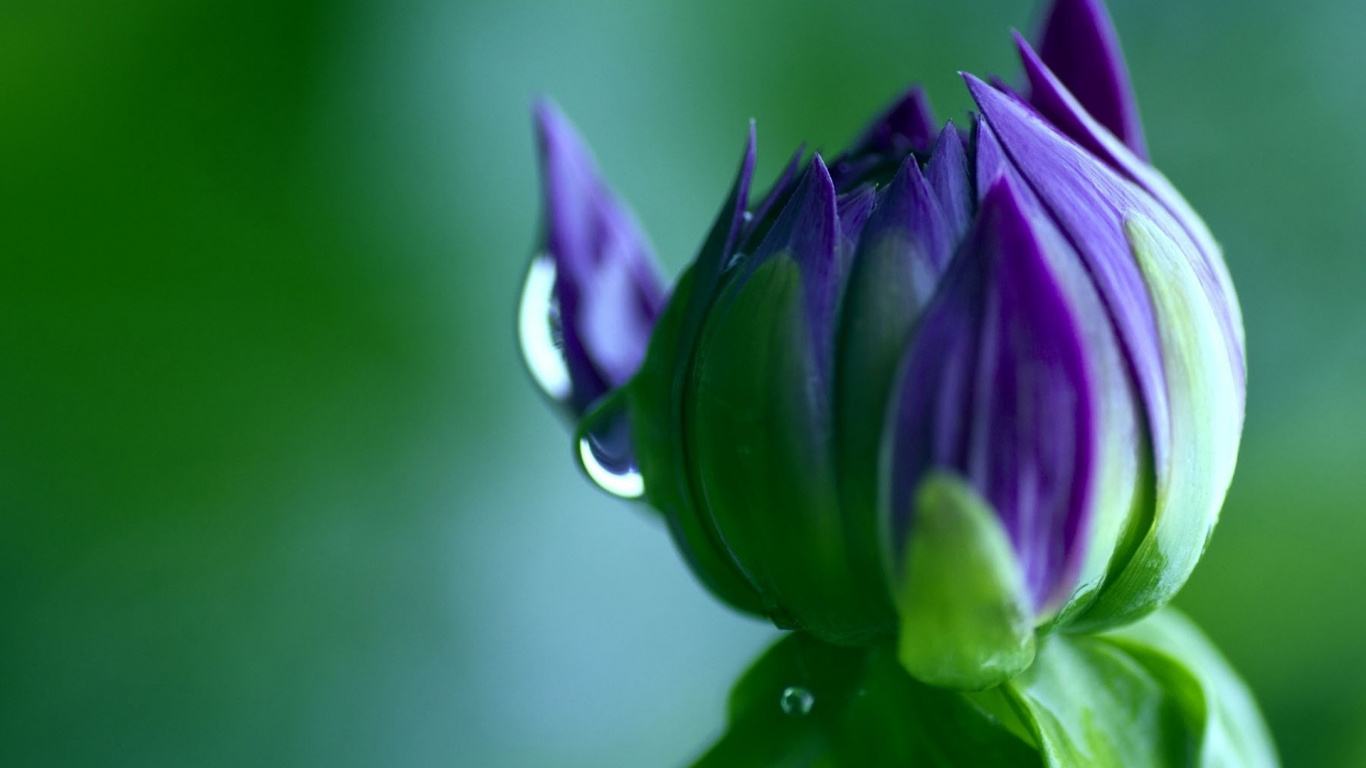 Lila Blume in Tilt-Shift-Linse. Wallpaper in 1366x768 Resolution