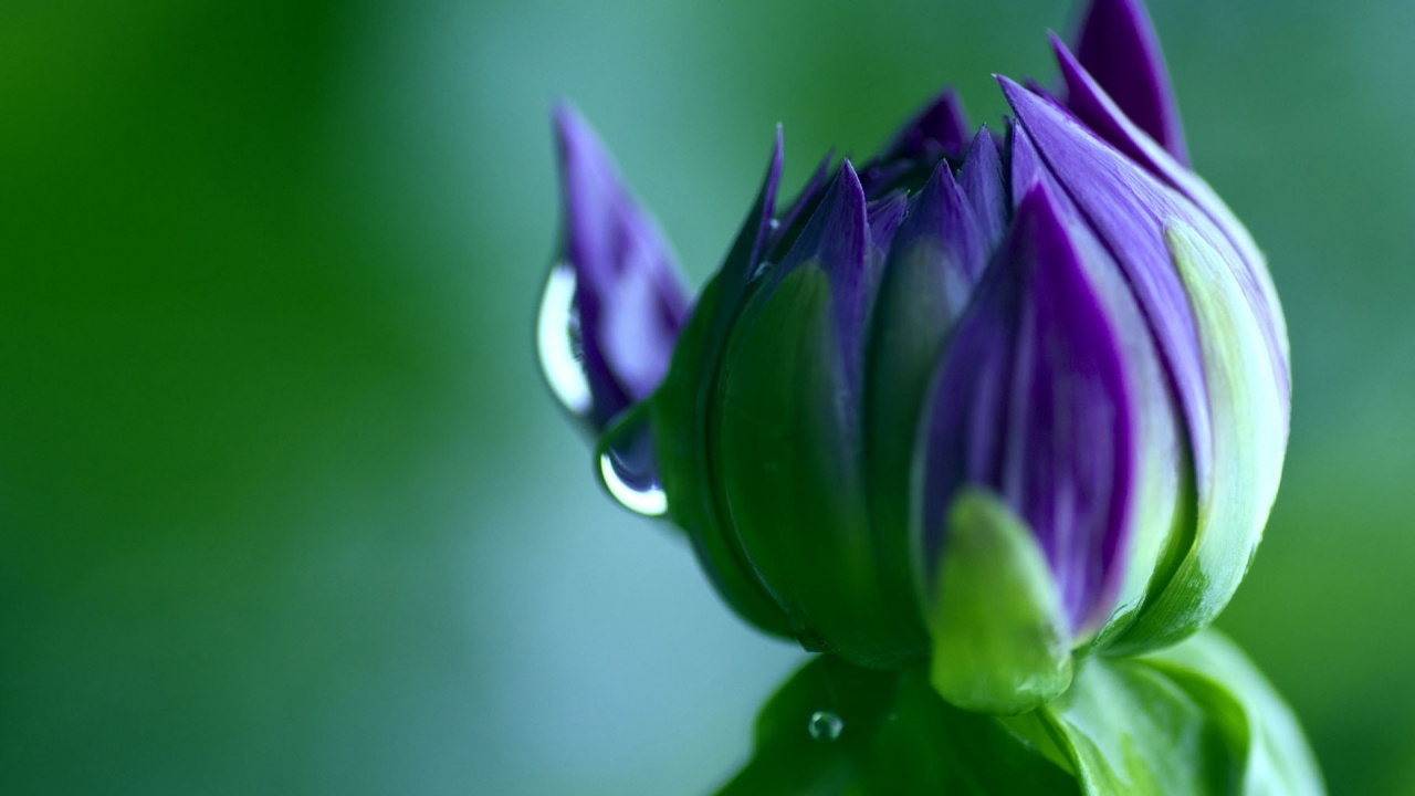 Fleur Pourpre Dans L'objectif à Basculement. Wallpaper in 1280x720 Resolution