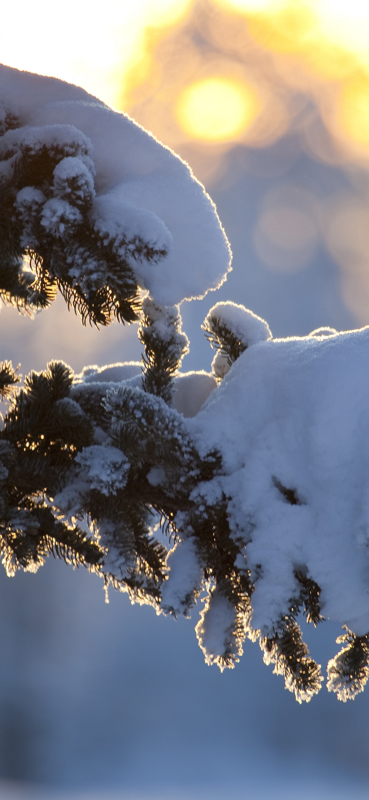 Oiseau Blanc Sur Une Branche D'arbre Brun Pendant la Journée. Wallpaper in 1242x2688 Resolution