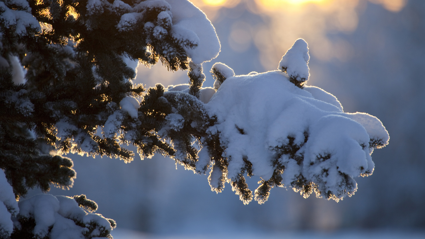 Oiseau Blanc Sur Une Branche D'arbre Brun Pendant la Journée. Wallpaper in 1366x768 Resolution