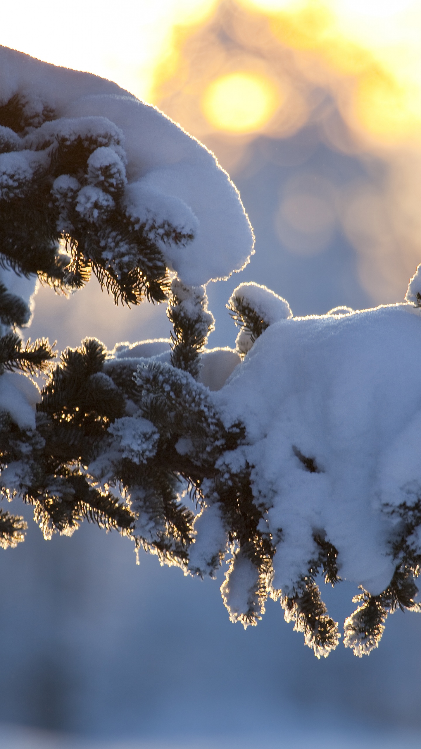 Oiseau Blanc Sur Une Branche D'arbre Brun Pendant la Journée. Wallpaper in 1440x2560 Resolution