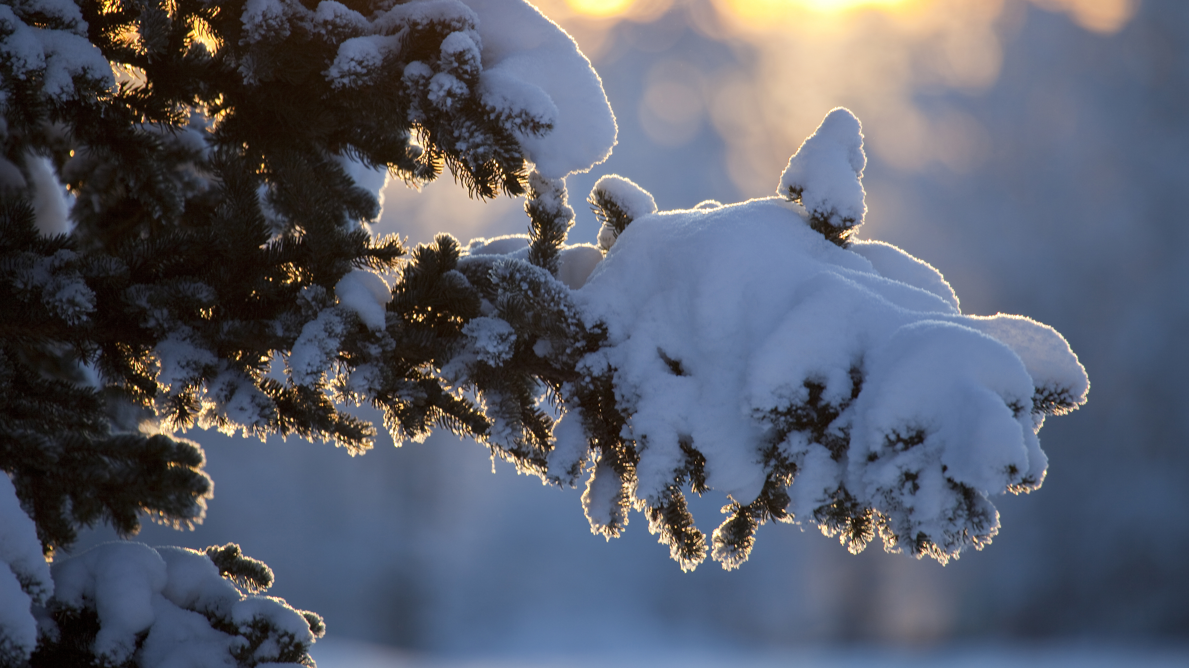 Oiseau Blanc Sur Une Branche D'arbre Brun Pendant la Journée. Wallpaper in 3840x2160 Resolution