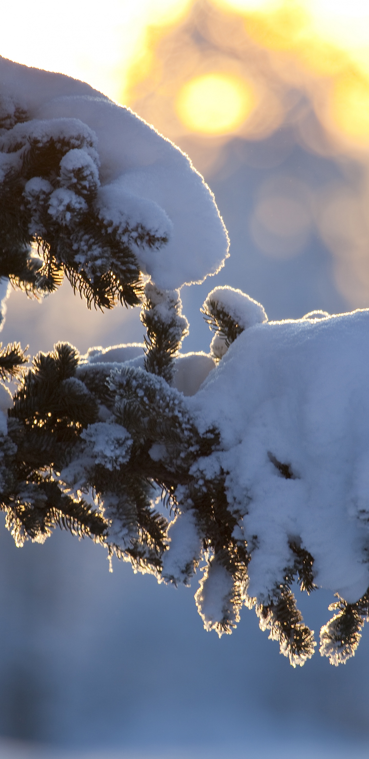 Weißer Vogel Auf Braunem Ast Tagsüber. Wallpaper in 1440x2960 Resolution