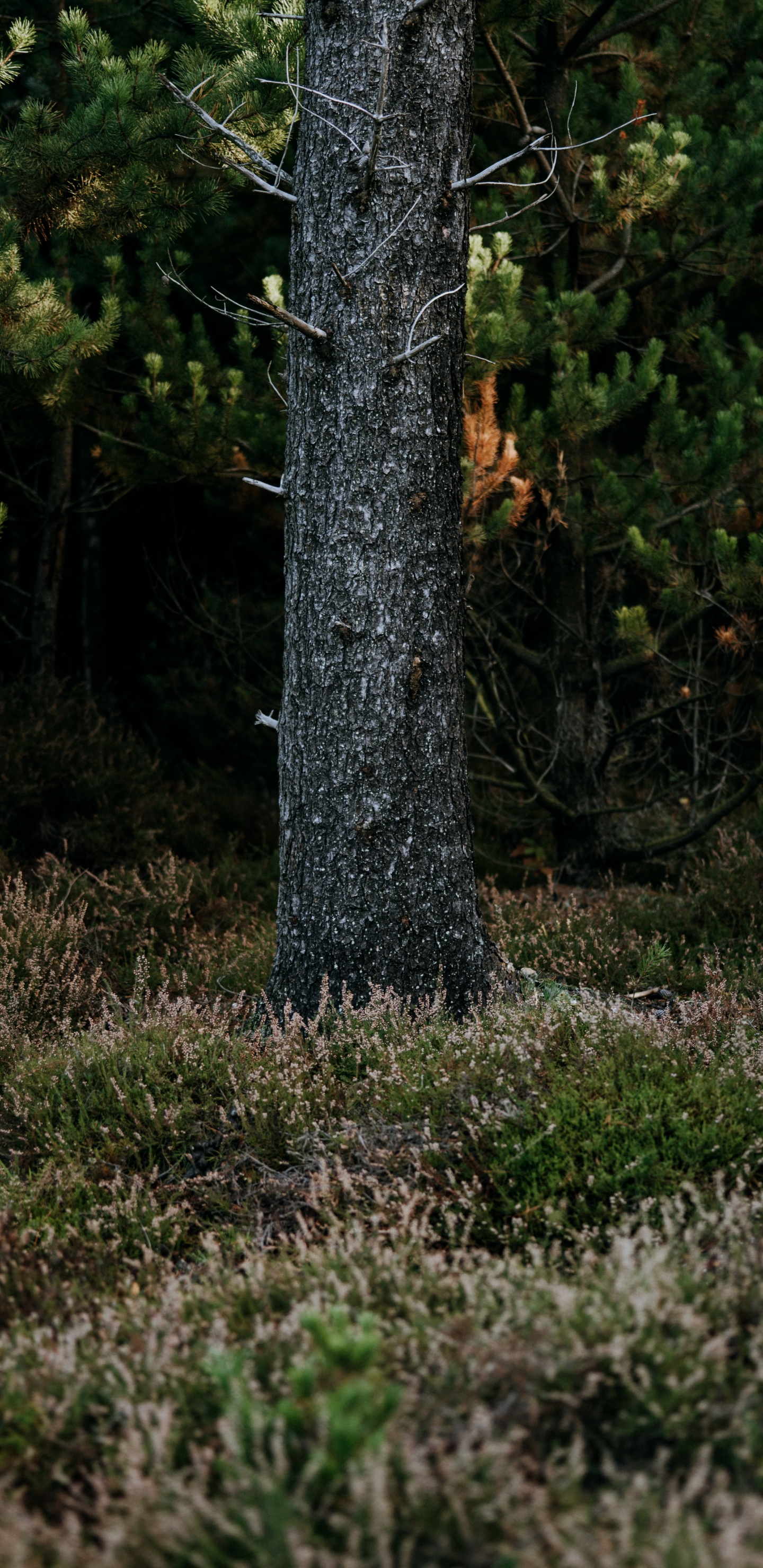 Biome, Fichte, Vegetation, Naturschutzgebiet, Baum. Wallpaper in 1440x2960 Resolution