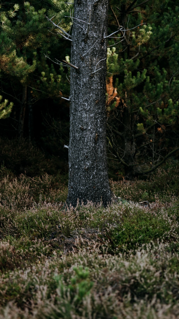 Biome, Fichte, Vegetation, Naturschutzgebiet, Baum. Wallpaper in 720x1280 Resolution