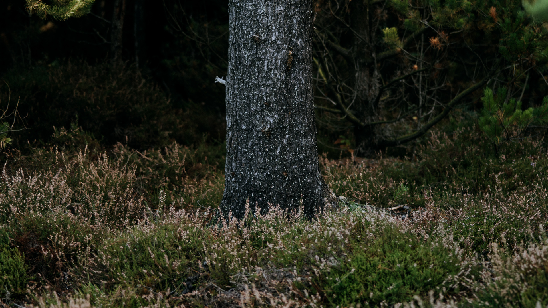 林地, 生物群落, 云杉, 植被, 自然保护区 壁纸 1920x1080 允许