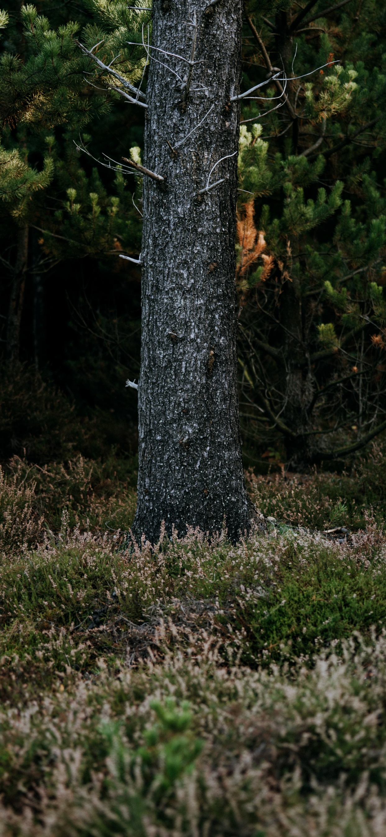 Woodland, Biome, Spruce, Vegetation, Nature Reserve. Wallpaper in 1242x2688 Resolution