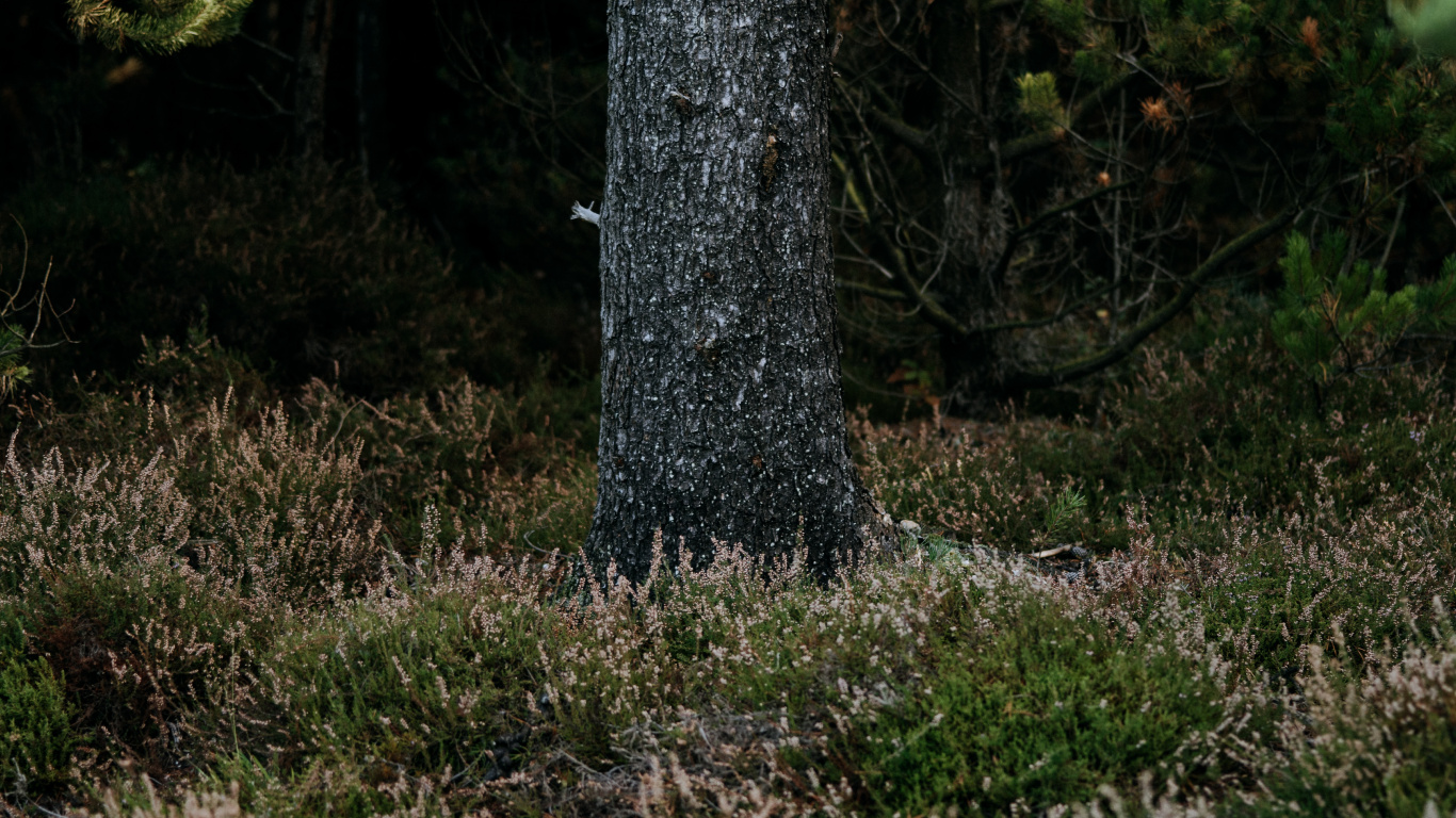Woodland, Biome, Spruce, Vegetation, Nature Reserve. Wallpaper in 1366x768 Resolution