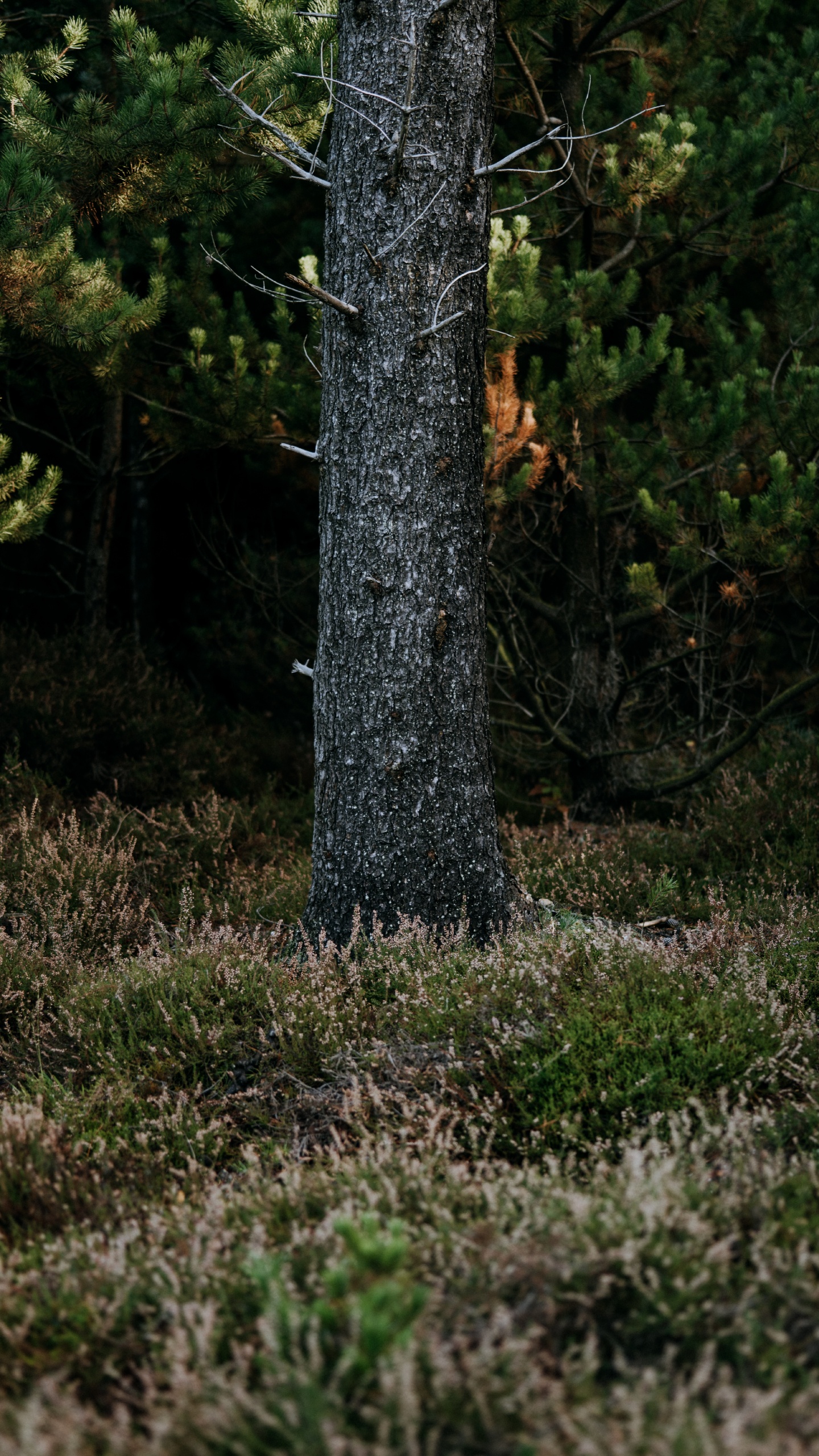 Woodland, Biome, Spruce, Vegetation, Nature Reserve. Wallpaper in 1440x2560 Resolution