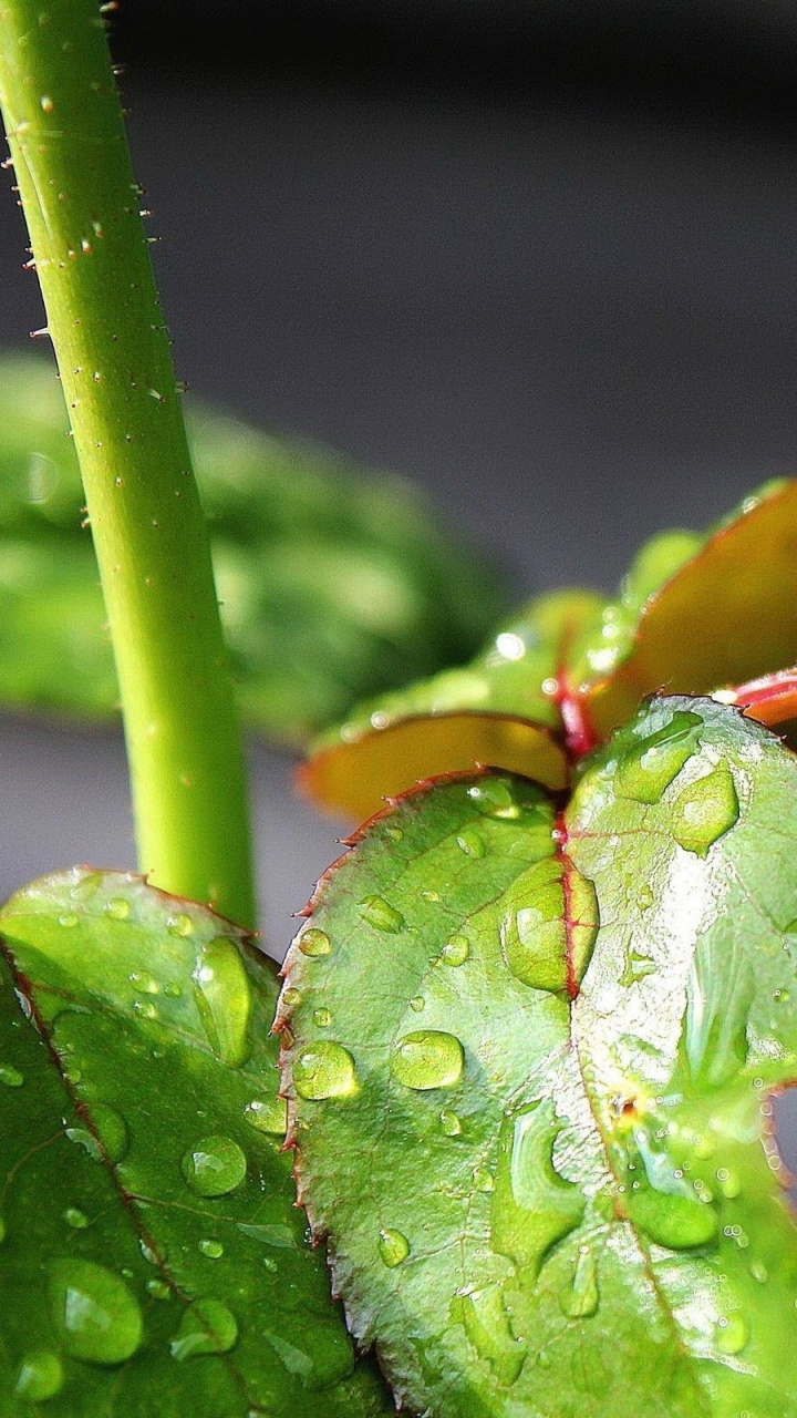 Wassertropfen Auf Grünem Blatt. Wallpaper in 720x1280 Resolution
