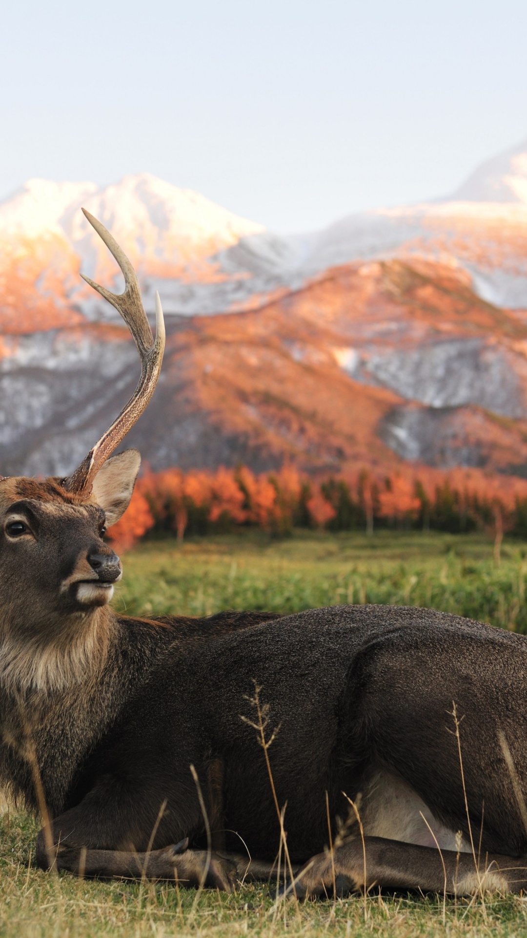 Brown Deer on Green Grass Field During Daytime. Wallpaper in 1080x1920 Resolution
