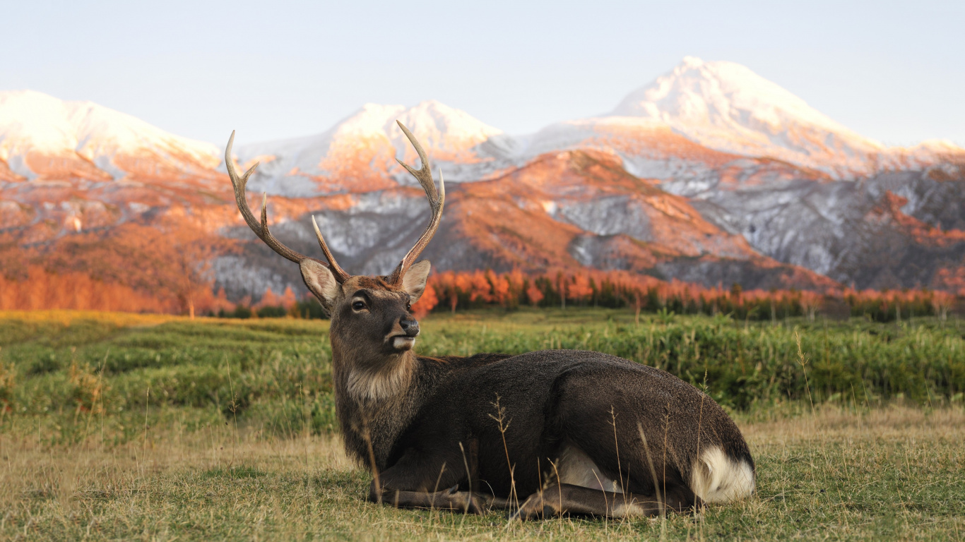 Brown Deer on Green Grass Field During Daytime. Wallpaper in 1366x768 Resolution