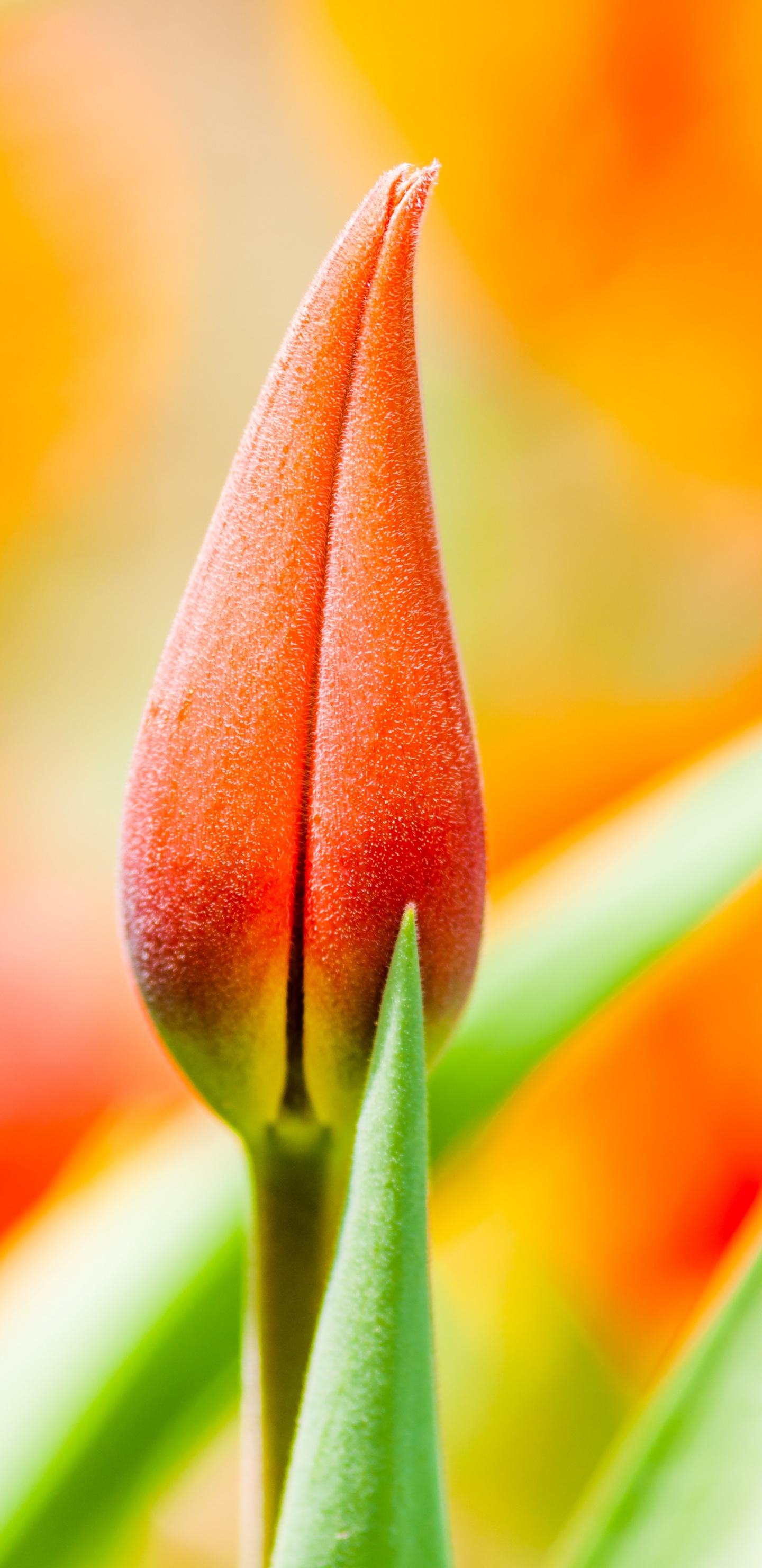 Rote Und Gelbe Tulpe in Voller Blüte Nahaufnahme Foto. Wallpaper in 1440x2960 Resolution