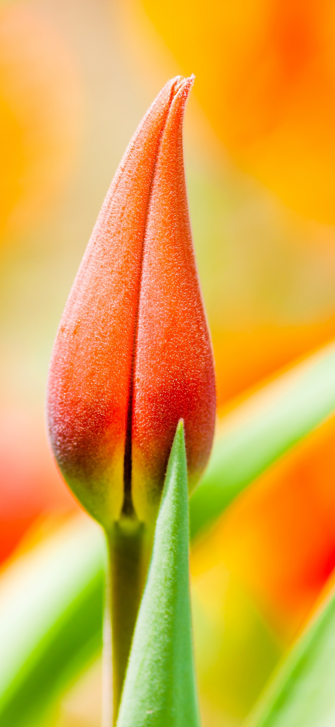Red and Yellow Tulip in Bloom Close up Photo. Wallpaper in 1125x2436 Resolution