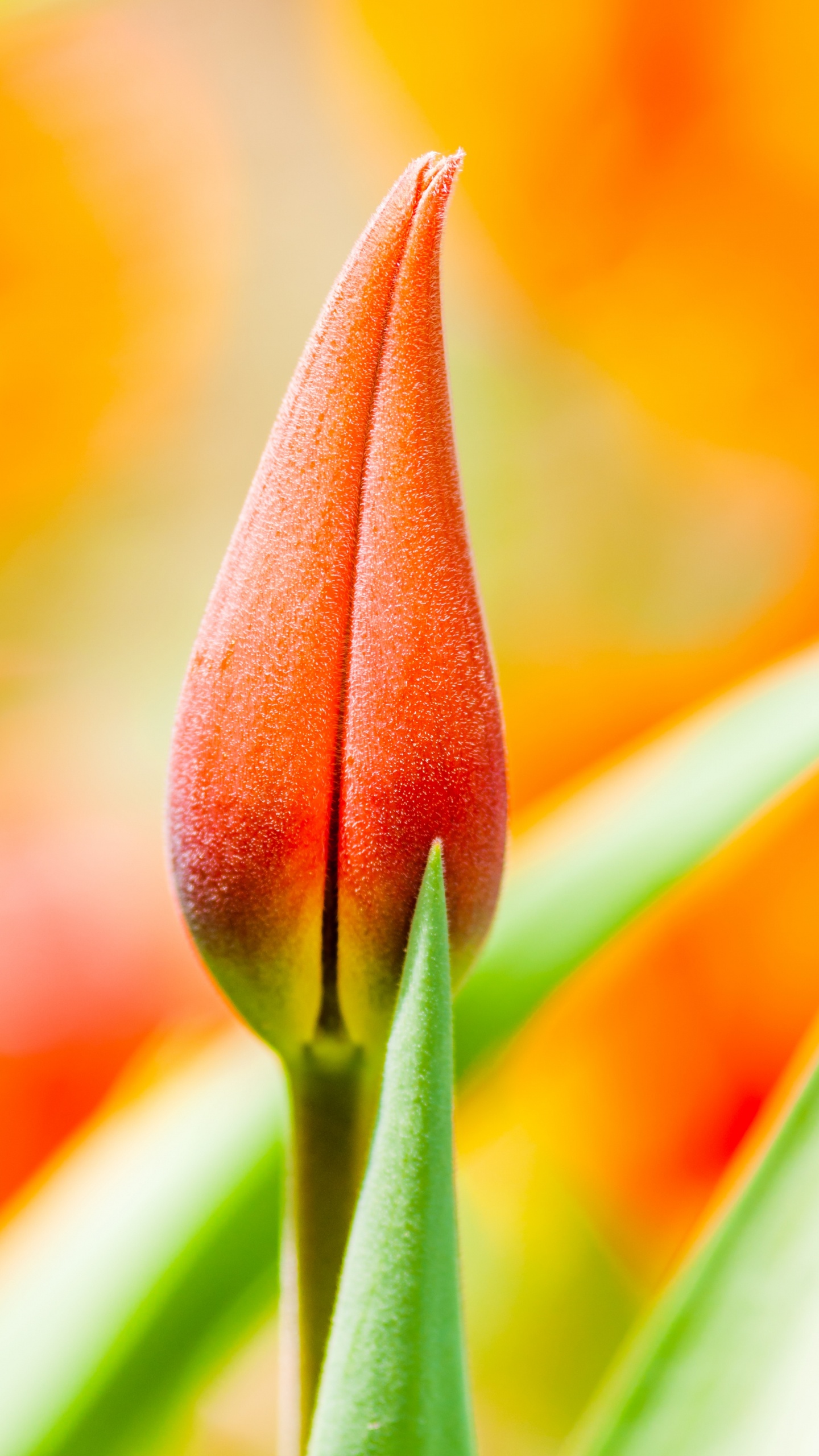 Red and Yellow Tulip in Bloom Close up Photo. Wallpaper in 1440x2560 Resolution