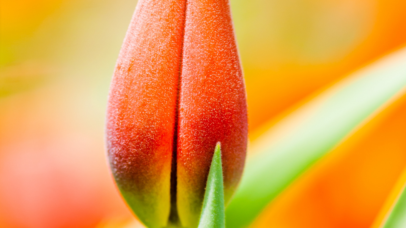 Tulipe Rouge et Jaune en Fleur Photo en Gros. Wallpaper in 1366x768 Resolution