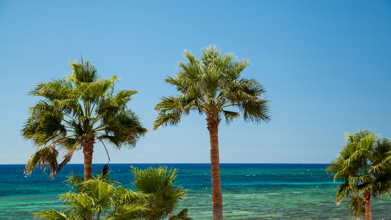 Palmera Cerca Del Cuerpo de Agua Durante el Día.. Wallpaper in 1366x768 Resolution