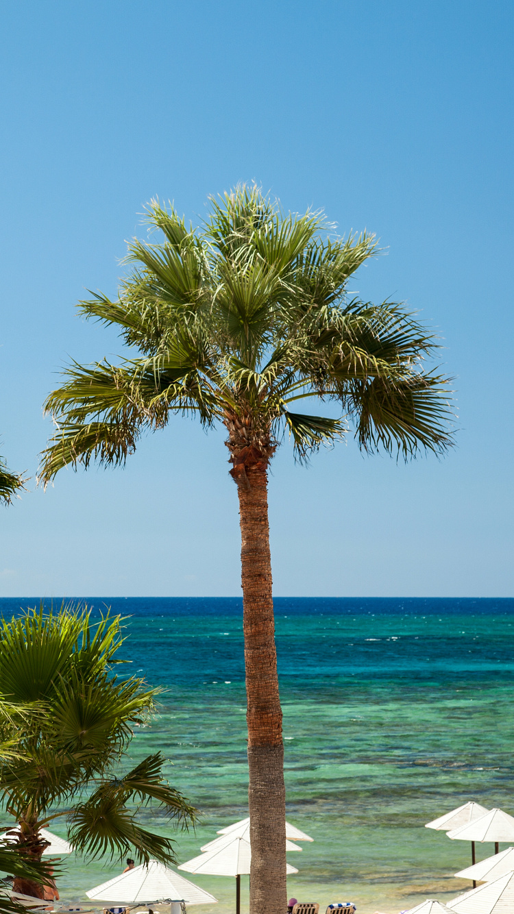 Palmera Cerca Del Cuerpo de Agua Durante el Día.. Wallpaper in 750x1334 Resolution