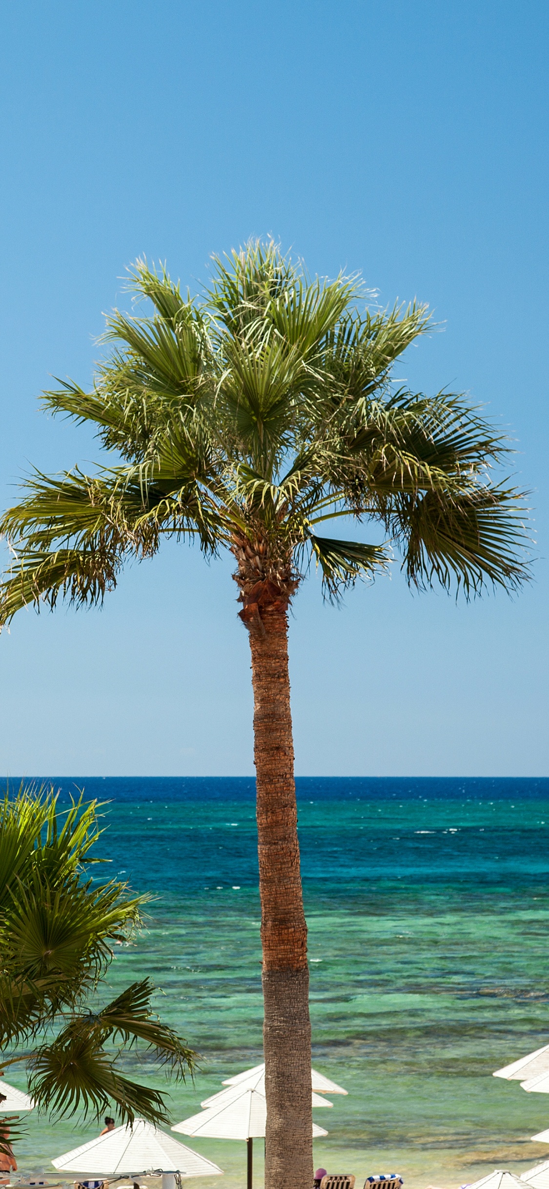 Palm Tree Near Body of Water During Daytime. Wallpaper in 1125x2436 Resolution