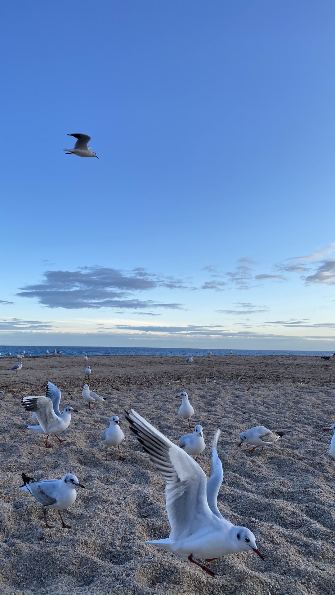 Oiseau, Aile, la Migration Des Animaux, Adaptation, la Migration Des Oiseaux. Wallpaper in 1080x1920 Resolution