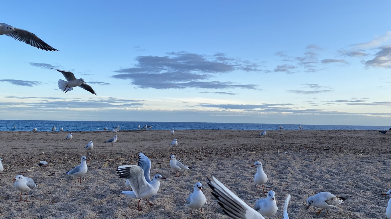 Oiseau, Aile, la Migration Des Animaux, Adaptation, la Migration Des Oiseaux. Wallpaper in 1366x768 Resolution