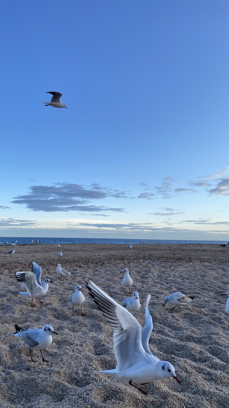 Oiseau, Aile, la Migration Des Animaux, Adaptation, la Migration Des Oiseaux. Wallpaper in 750x1334 Resolution